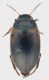 Dytiscidae_Via_di_Settebagni_14-III-2011_3,5mm.jpg