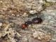 crematogaster regina e.jpg