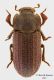 Scleron_armatum_piccolo.jpg