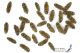 Drasterius_bimaculatus_all.JPG
