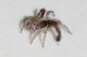 salticidae10.JPG
