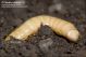 cf_larva_Pimelia_rugulosa_1110.jpg