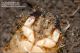 cf_larva_Pimelia_rugulosa_1251.jpg