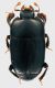 Platylomalus_San_Vittorino_8-III-2011_2,8mm.jpg