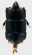Hololepta_San_Vittorino_8-III-2011_6,3mm.jpg