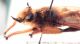 Asilidae_002.jpg
