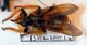 Asilidae_003.jpg