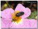 Acmaeodera degener_14punctata_Nebrodi_25 V 2007._natura_jpg.jpg