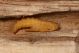 Ferula04_small.JPG