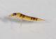 Larva Monserrato7.JPG