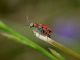 malachiidae.JPG