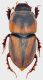Aphodius-Gabon-2.jpg