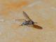 DSC_0143.el.JPG