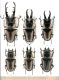 Illustrated catalogue of the Lucanidae from Africa and Madagascar  158.jpg