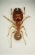 aFormica 1b 3.8mm Montemaggiore.JPG