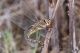 Aeshna_mixta_IMG_9314.jpg
