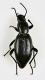 Tenebrionidae.jpg