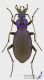 Carabus_intricatus_f_s.JPG