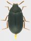 Platydema_europaeum_Ostia_21-III-2011_7mm_b.jpg