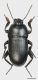 Tenebrionidae Pedinus sp.1m.jpg