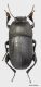 Tenebrionidae Pedinus sp.2m.jpg