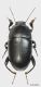 Tenebrionidae Pedinus sp.3m.jpg