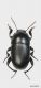 Tenebrionidae Pedinus sp.4m.jpg