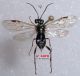 n° 3470 Pachyprotasis simulans F dos.jpg