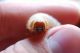larva sorriso.JPG
