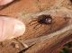 steatoda dito e.JPG