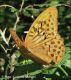 Argynnis_paphia_M_clido_FEI.jpg
