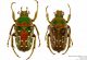 Stephanorrhina-adelpha.jpg