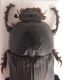 Cheironitis irroratus 1.JPG