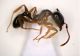 Formica Claviger 4mm.JPG