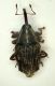 Curculio1 3.2mm.JPG