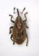 Curculio2 1.8mm.JPG