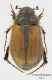 Paratriotonta_cinctipennis_piccola.jpg