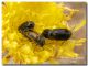 Cryptocephalus rugicollis, Piano Battaglietta, 11 giugno 2006.jpg