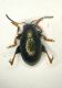 Alticino 02 1.5mm.JPG