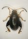 Alticino 04 2.7mm.JPG
