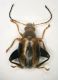 Alticino 05 3.2mm.JPG