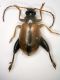 Alticino 06 3.2mm.JPG