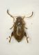 Alticino 08 1.7mm.JPG