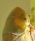 cicadella%20viridis_copia.jpg