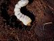 larva cer 2.JPG