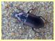 Harpalus sp. Anzio 23.3.2011.JPG