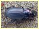 Harpalus sp. Anzio 23.3.2011 (4).jpg