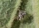 larva cry lato e.JPG