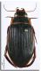 20100224195004_Dytiscus pisanus_femmina.jpg