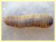 larva circa 20 mm. anzio 23.3.2011 (6).JPG